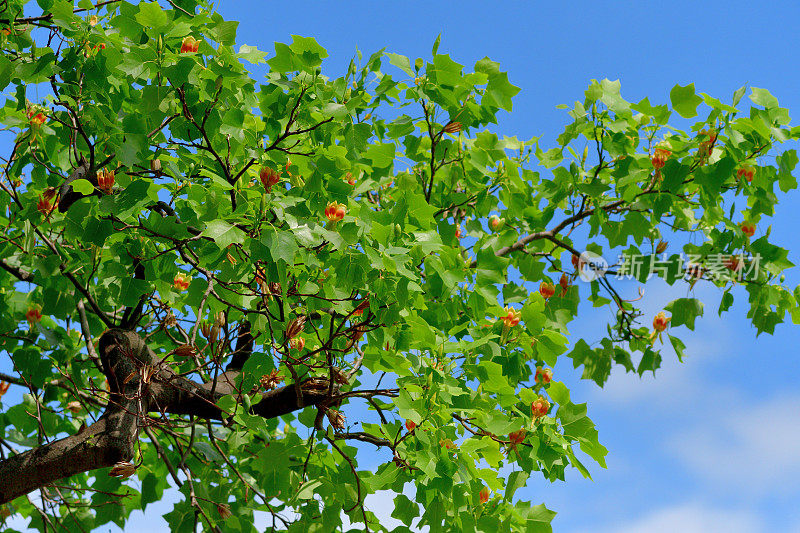 郁金香树/鹅掌郁金香/黄色流行:花